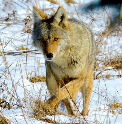 Coyote spirit guide — The Coyote's Path