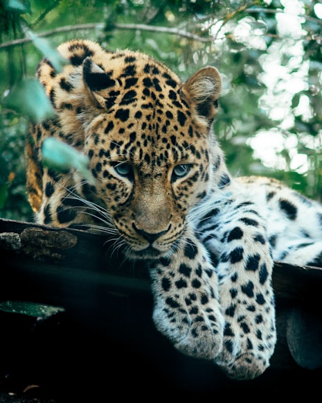 Yaguará, espíritu-jaguar